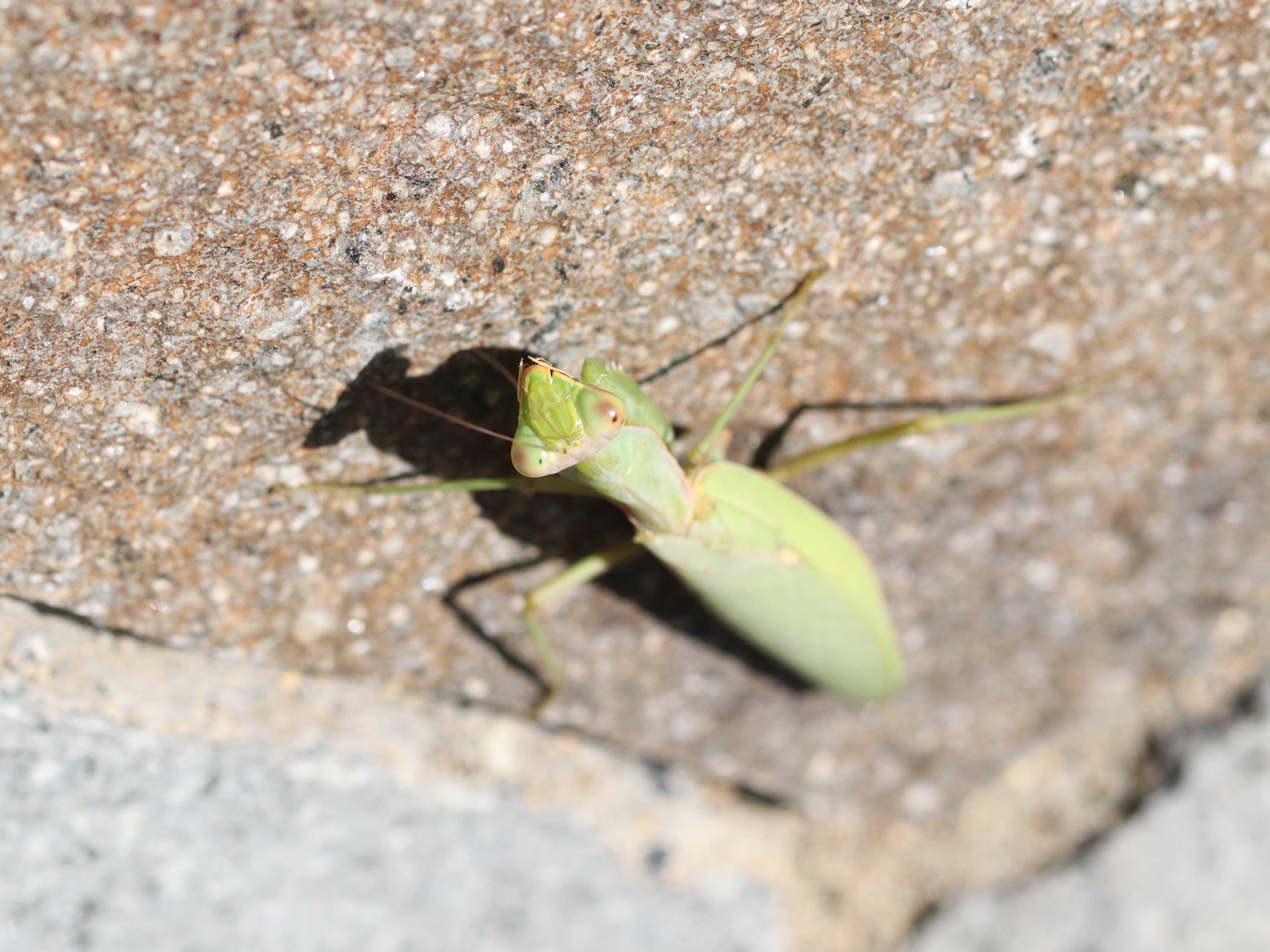 ハラビロカマキリ5